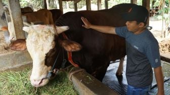 Peternak sapi, Rika Daru Effendi (28) menunjukan sapi jenis simmental yang terpilih menjadi salah satu hewan kurban Presiden Joko Widodo untuk Idul Adha 1441 H di Sedayu, Bantul, D.I Yogyakarta, Jumat (24/7/2020).   [ANTARA FOTO/Andreas Fitri Atmoko]