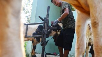 Penyedia jasa salon kambing merapikan tanduk Kambing dengan ampelas di Pasar Pon, Gebog, Kudus, Jawa Tengah, Jumat (24/7/2020).  [ANTARA FOTO/Yusuf Nugroho]