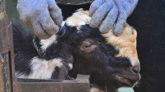 Penyedia jasa salon kambing mewarnai tanduk Kambing dengan semir di Pasar Pon, Gebog, Kudus, Jawa Tengah, Jumat (24/7/2020).  [ANTARA FOTO/Yusuf Nugroho]