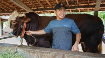 Peternak sapi, Rika Daru Effendi (28) menunjukan sapi jenis simmental yang terpilih menjadi salah satu hewan kurban Presiden Joko Widodo untuk Idul Adha 1441 H di Sedayu, Bantul, D.I Yogyakarta, Jumat (24/7/2020).   [ANTARA FOTO/Andreas Fitri Atmoko]