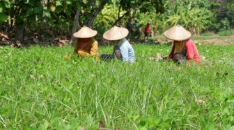 Kumpulan Berita Ketahanan Pangan Implementasi Agree Langkah Awal Menuju Kesejahteraan Petani Indonesia