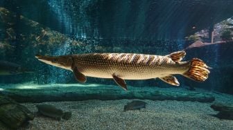 Sidak Pasar Ikan Splendid Malang, Tidak Temukan Ikan Aligator Gar