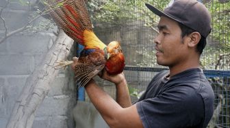 Peternak menunjukan ayam hias pheasant atau pegar di "Medi YK Farm" Beteng, Margoagung, Seyegan, Sleman, Yogyakarta, Sabtu (25/7/2020).  [ANTARA FOTO/Andreas Fitri Atmoko]