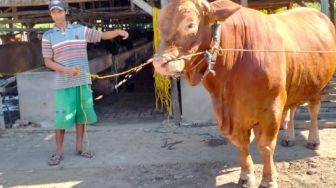 Ada 2 Opsi, Jokowi Pilih Sapi Limosin Rp 85 Juta untuk Kurban di Palembang