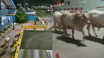 Viral 19 Sapi Lepas Berlarian di Pelabuhan Merak, Mabuk Laut?