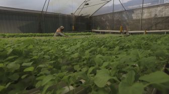 Pekerja melakukan perawatan tanaman bayam di kebun hidroponik Serua Farm, Bojongsari, Depok, Jawa Barat, Senin (27/7/2020). [Suara.com/Angga Budhiyanto]