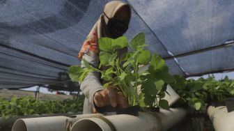 Pekerja memindahkan bayam hijau ke media tanam paralon di kebun hidroponik Serua Farm, Bojongsari, Depok, Jawa Barat, Senin (27/7/2020). [Suara.com/Angga Budhiyanto]