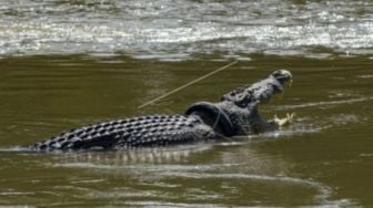 Pria Labura Hilang Diterkam Buaya di Sungai Parit Cina