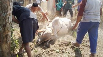 Protokol Kesehatan Pemotongan Hewan Kurban Idul Adha