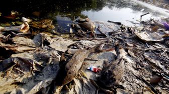 Ikan mati tergeletak di pinggir sungai Cileungsi yang tercemar limbah di kawasan Bojong Kulur, Gunung Putri, Kabupaten Bogor, Jawa Barat, Senin (27/7/2020).  ANTARA FOTO/Yulius Satria Wijaya