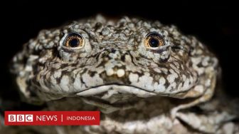 Aksi Ilmuwan Selamatkan Katak Kantong Buah Zakar Raksasa di Danau Titicaca