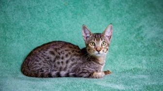 Dari 'Mini Cheetah' Sampai Kucing Botak: 5 Ras Kucing Termahal yang Harganya Bisa Beli Mobil