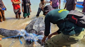 Terjerat Jaring Nelayan, Penyu Belimbing Raksasa Berhasil Diselamatkan