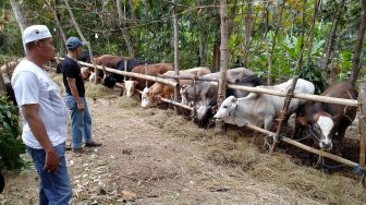 Tidak Terpengaruh Pandemi, Pemesanan Sapi Kurban di Kulon Progo Meningkat