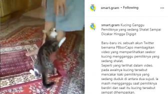 Kumpulan Berita KUCING LUCU: 6 Alasan Ilmiah Kenapa Kucing Lucu 