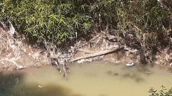 Bocah Tewas Diterkam Buaya, BBKSDA Riau Larang Warga Aktivitas Dekat Sungai