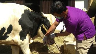 Sapi Holstein di Surabaya Lemes Dikira Antrax, Ternyata Stres Mau Dikurban