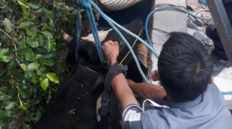 Sapi Kurban Terperosok ke Selokan, Petugas Damkar Diterjunkan untuk Evakuasi