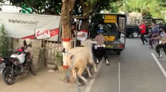 Detik-detik Sapi Kurban Ngamuk di Blitar, Polisi Diseruduk