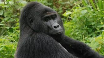 Bunuh Gorila Paling Terkenal di Uganda, Pria Ini Dibui 11 Tahun