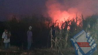 Lahan Tebu Siap Panen di Situbondo Hangus terbakar