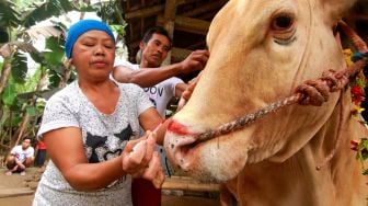 Warga merias sapi kurban di Papring, Banyuwangi, Jawa Timur, Jumat (31/7/2020).  [ANTARA FOTO/Budi Candra Setya]