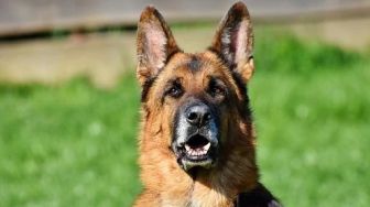 Kasus Pertama di Dunia, Anjing Terinfeksi Virus Corona Dilaporkan Mati