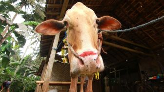 Sapi kurban yang dirias di Papring, Banyuwangi, Jawa Timur, Jumat (31/7/2020). [ANTARA FOTO/Budi Candra Setya]