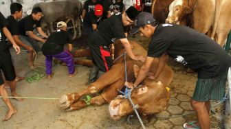 Ratusan Hewan Kurban Disembelih di RPH Giwangan, Pemkot Jogja Selesaikan hingga 23 Juli