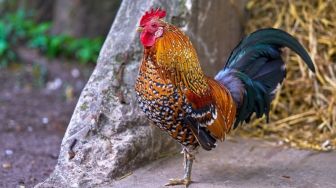 Pria Ini Merasa Jika Dirinya Merupakan Ayam Jantan, Sehingga Ingin Berkokok