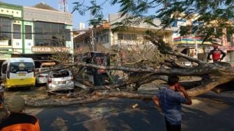 BPBD: 9 Kejadian Pohon Tumbang Akibat Angin Kencang di Kota Malang