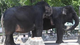 Pengunjung mengamati Gajah Sumatera (Elephas maximus sumatranus) saat berlibur di Taman Margasatwa Ragunan, Jakarta, Sabtu (1/8/2020). [ANTARA FOTO/Nova Wahyudi]