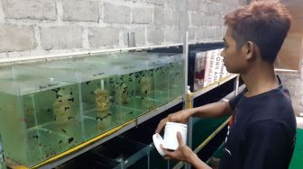 Modal Nekat, Budidaya Ikan Guppy Suranto Kini Tembus Pasar Asia dan Eropa