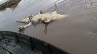 Geger! Buaya 4 Meter Mati Mengambang di Bendungan WK Marsawah Kuansing