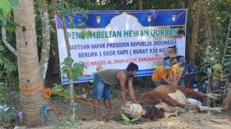 Dapat Tugas Sembelih Sapi Jokowi, Budiono Sempat Kaget Lihat Ukurannya