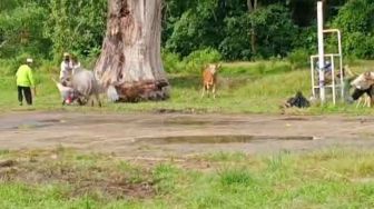 Ngamuk saat Mau Dipotong, Seekor Kerbau Seruduk Dua Warga Riau