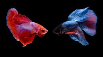 Cara Mempercepat Mutasi Warna Ikan Cupang, Langkah Pertama: Taruh di Dekat Lampu