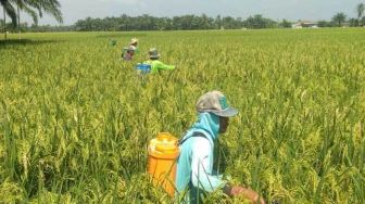 Petani Kotamobagu Bisa Tebus Pupuk Subsidi, Syaratnya: Terdaftar di eRDKK