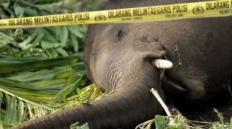 Miris! Dua Gajah Sumatra Ditemukan Mati Membusuk Di Kabupaten Langkat, Taring Hilang
