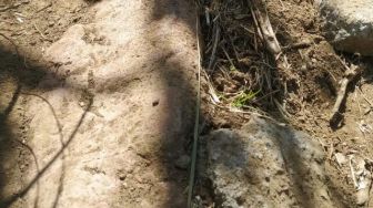 Situs Ondo Budho di Dieng Terungkap, BPCB Temukan Batu Diduga Anak Tangga