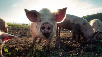 Babi Hutan Masuk Rumah, Upaya Warga Menangkap Jadi Sorotan Netizen