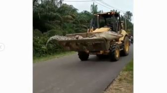 Viral Video Buaya Dibawa Alat Berat, Tak Diizinkan Evakuasi Karena Adat