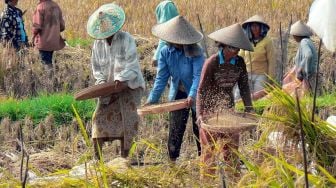 Harga Pasar Tak Stabil di Masa Pandemi, Petani DIY Dirugikan