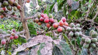 Tanaman Kopi Seluas 1.000 Hektare di Tanggamus akan Direvitalisasi