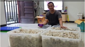 Wow! 80 Persen Produksi Sarang Burung Walet Dunia Berasal dari Indonesia