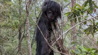 Sadis! Lutung Jawa Ini Ditemukan Mati Tanpa Daging, Hanya Tersisa Kulit