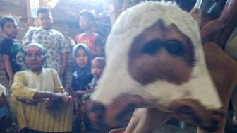 Anak Sapi Terlahir Berkepala Dua, Warga Probolinggo Gempar