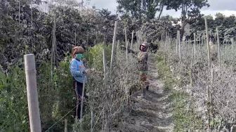 Dampak Erupsi Gunung Sinabung, Petani Empat Kecamatan Alami Gagal Panen