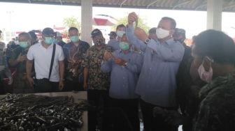 Harga Baby Lobster Langsung Anjlok Usai Edhy Prabowo Ditangkap KPK