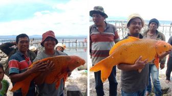 Ikan Mas Raksasa Ditangkap di Danau Toba, Warganet Khawatir Ada Bencana